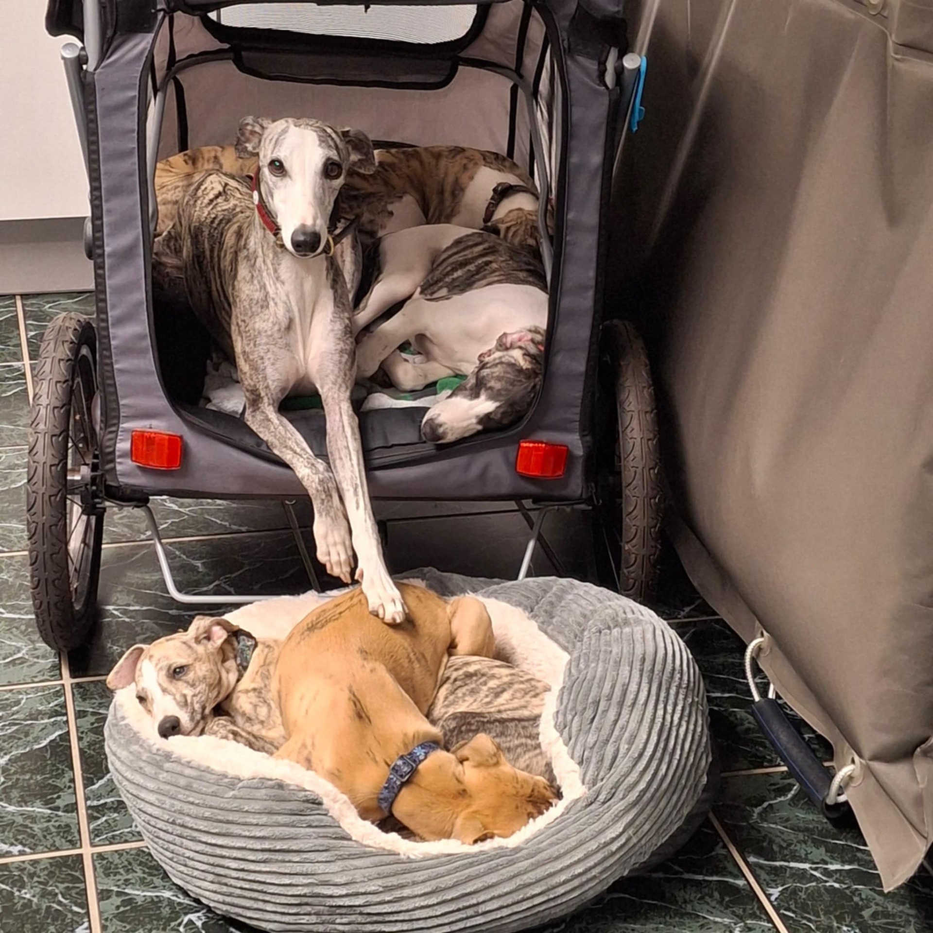 Mama & Tante Doris in der Tierklinik beim letzten Impftermin vom S-& T-Wurf mit den Welpen..lässig wie immer - ALLE