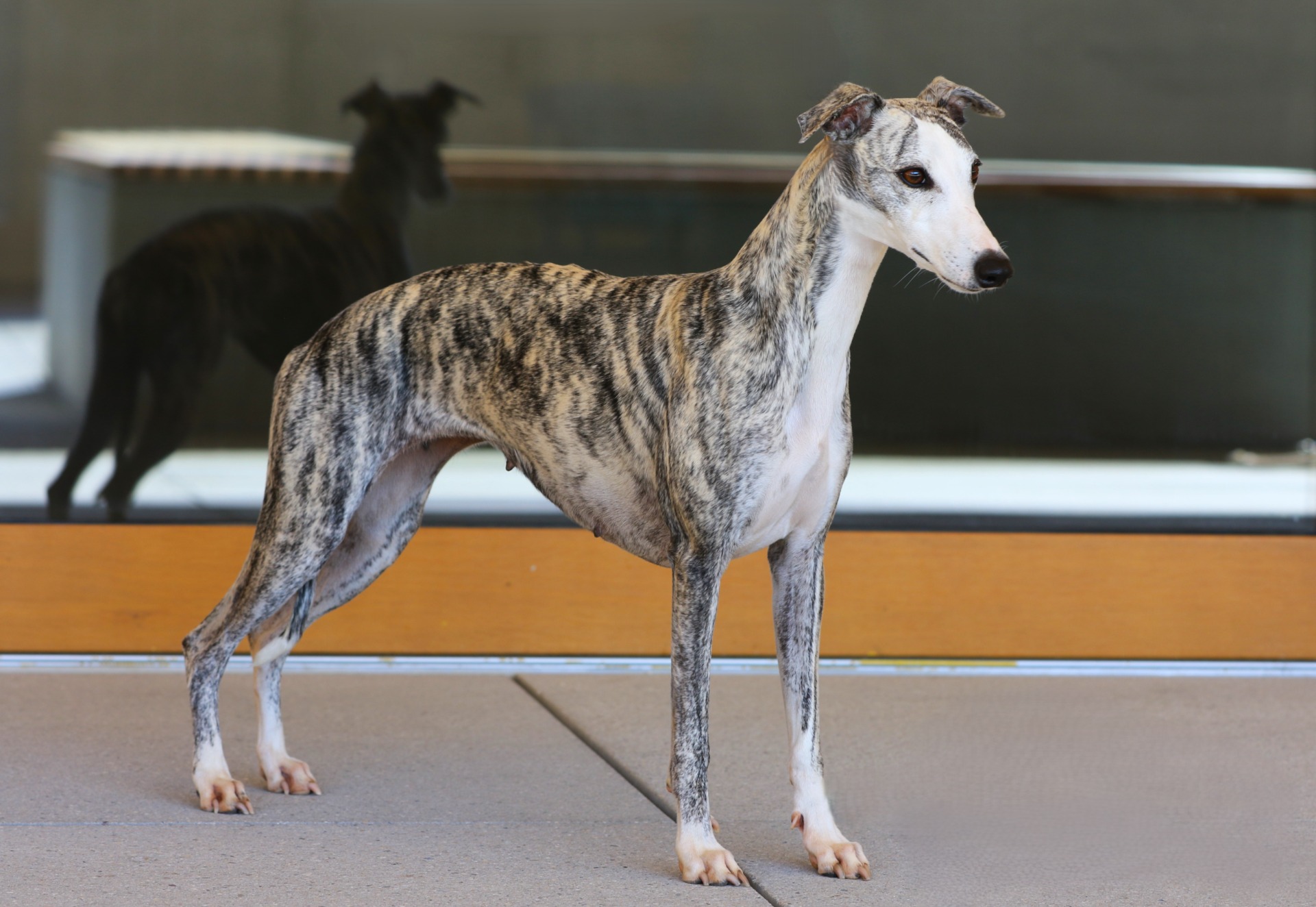 DORIS - eine echte Schönheit...tolle Winkelungen aus jeder Perspektive...wunderschönes Gesicht und ein wirklich fantastischer Körper...egal von wo aus man schaut...und auch im Live Programm..ein echter Hingucker..ebenso ihr Charkter und das Wesen....LOVE ❤️