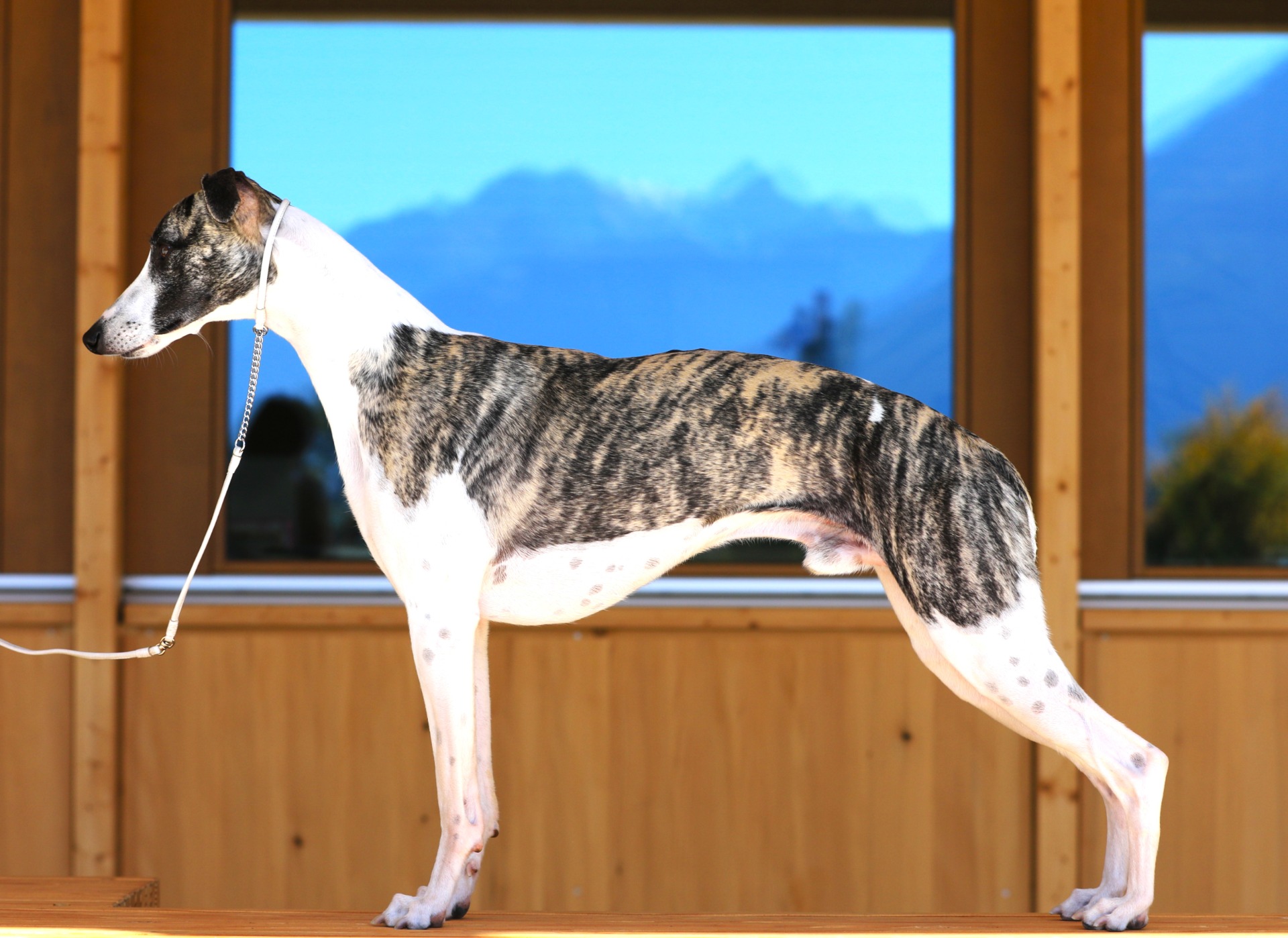 Pedro..im freien Stand...einfach toll