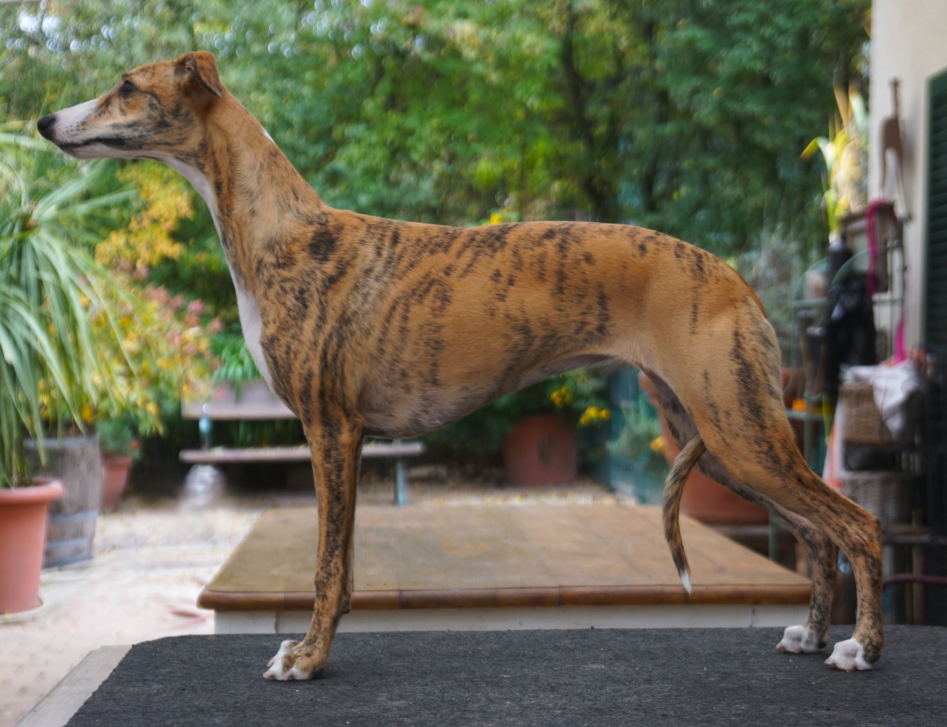 Naturatas Tahiti - mit gut 6 Monaten im freien Stand..eine wunderbare Junghündin - mit einem mega Charakter..vollkommen unkompliziert verschmust und lieb