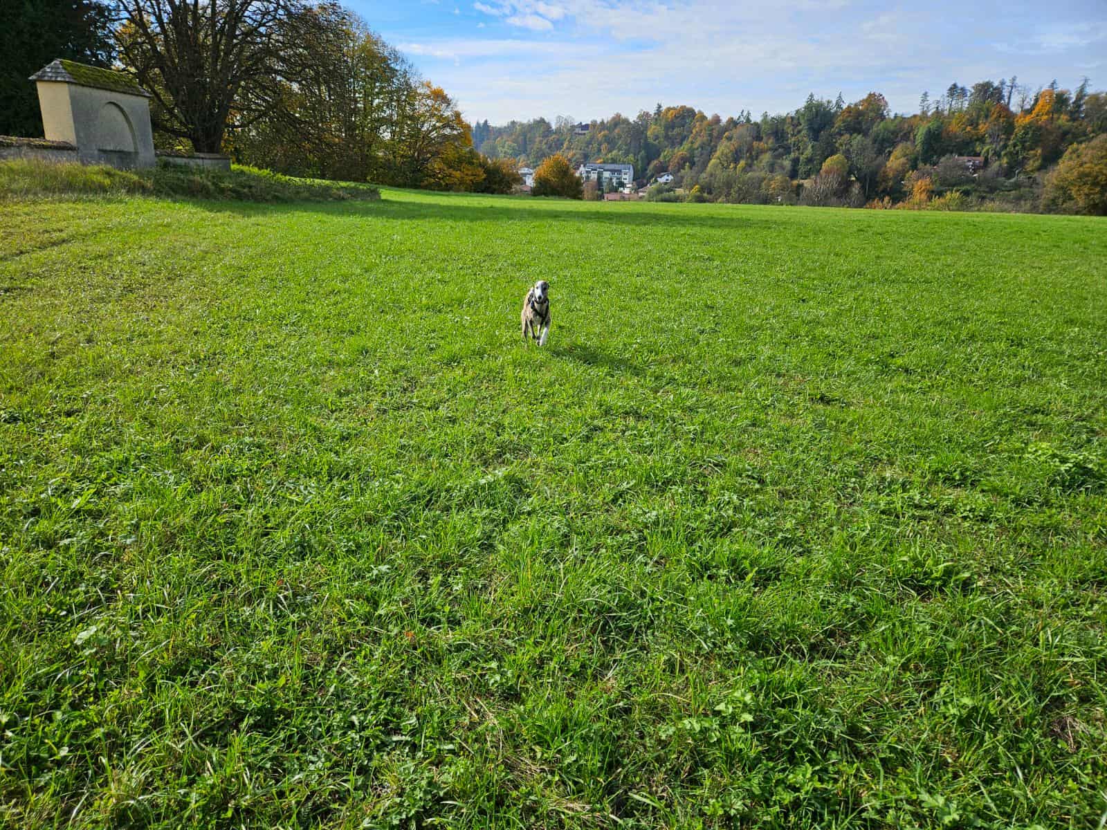 Verwandtschaft Tunis...der Onkel genießt das schöne Wetter in Bayern...