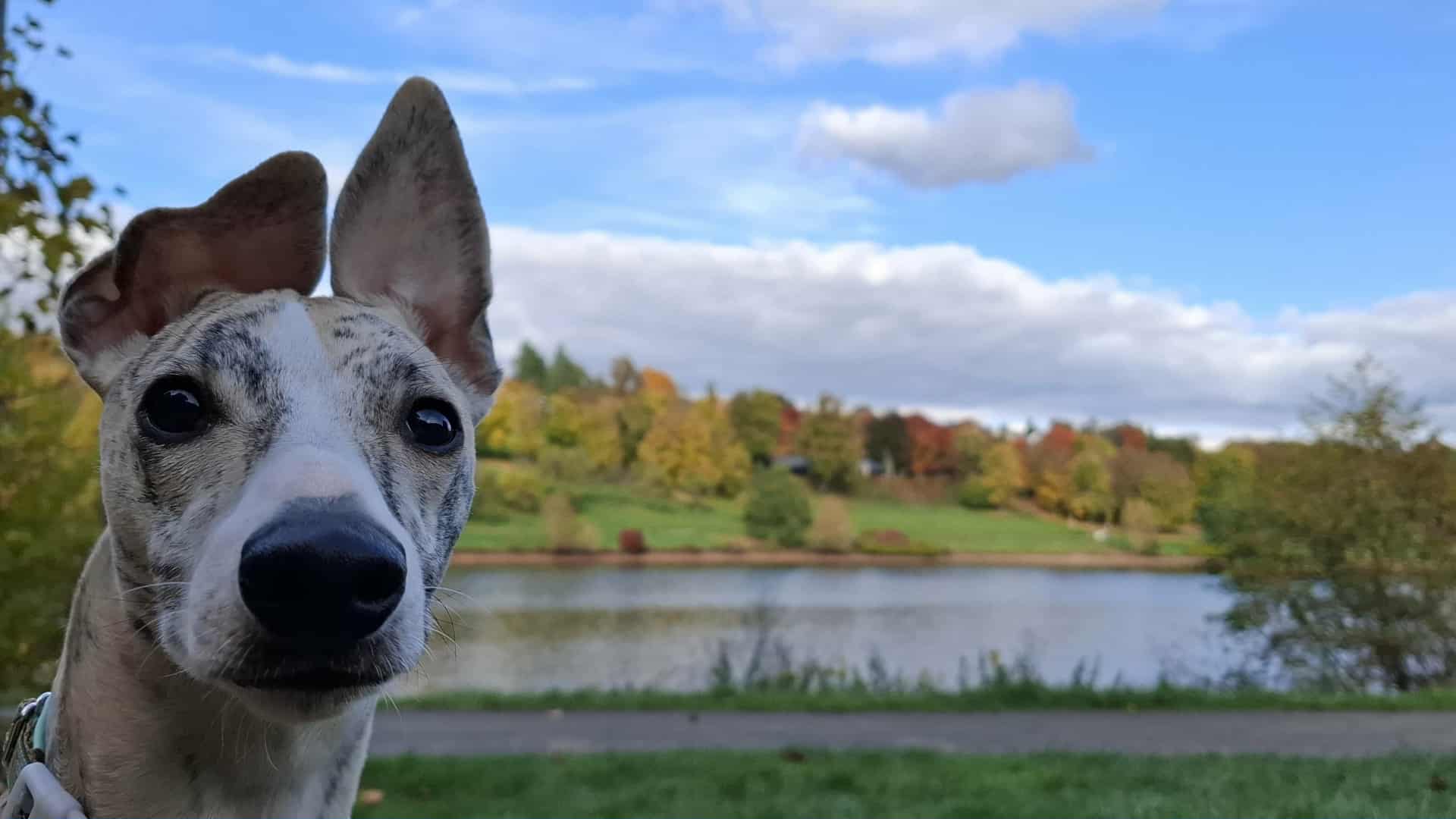 Ohrensalat beim Jungrüden...Naturatas Tunis