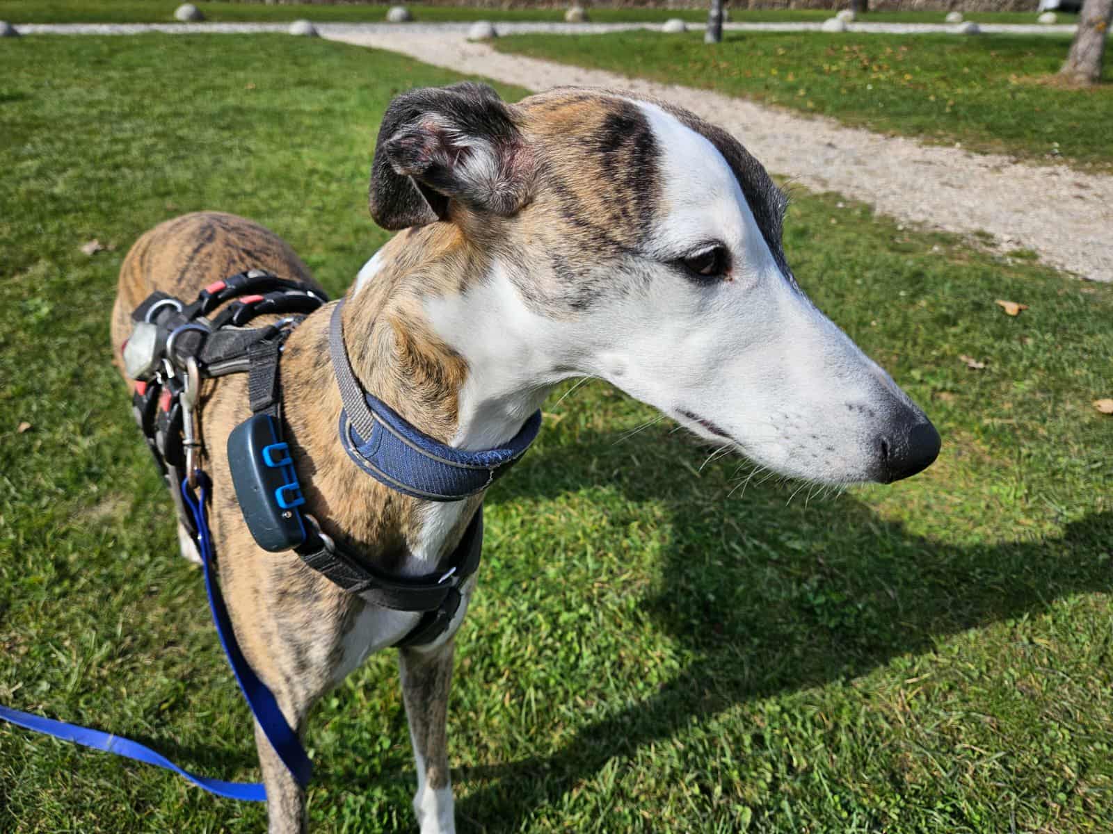 Naturatas Karma Buddha