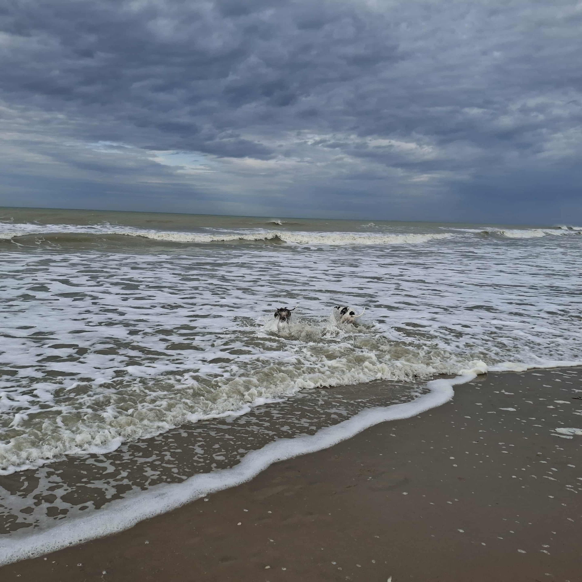 ja ab in die Wellen....Unique & Sofia...die ""wilden Gören""...aber nach der langen Fahrt...einfach super!...