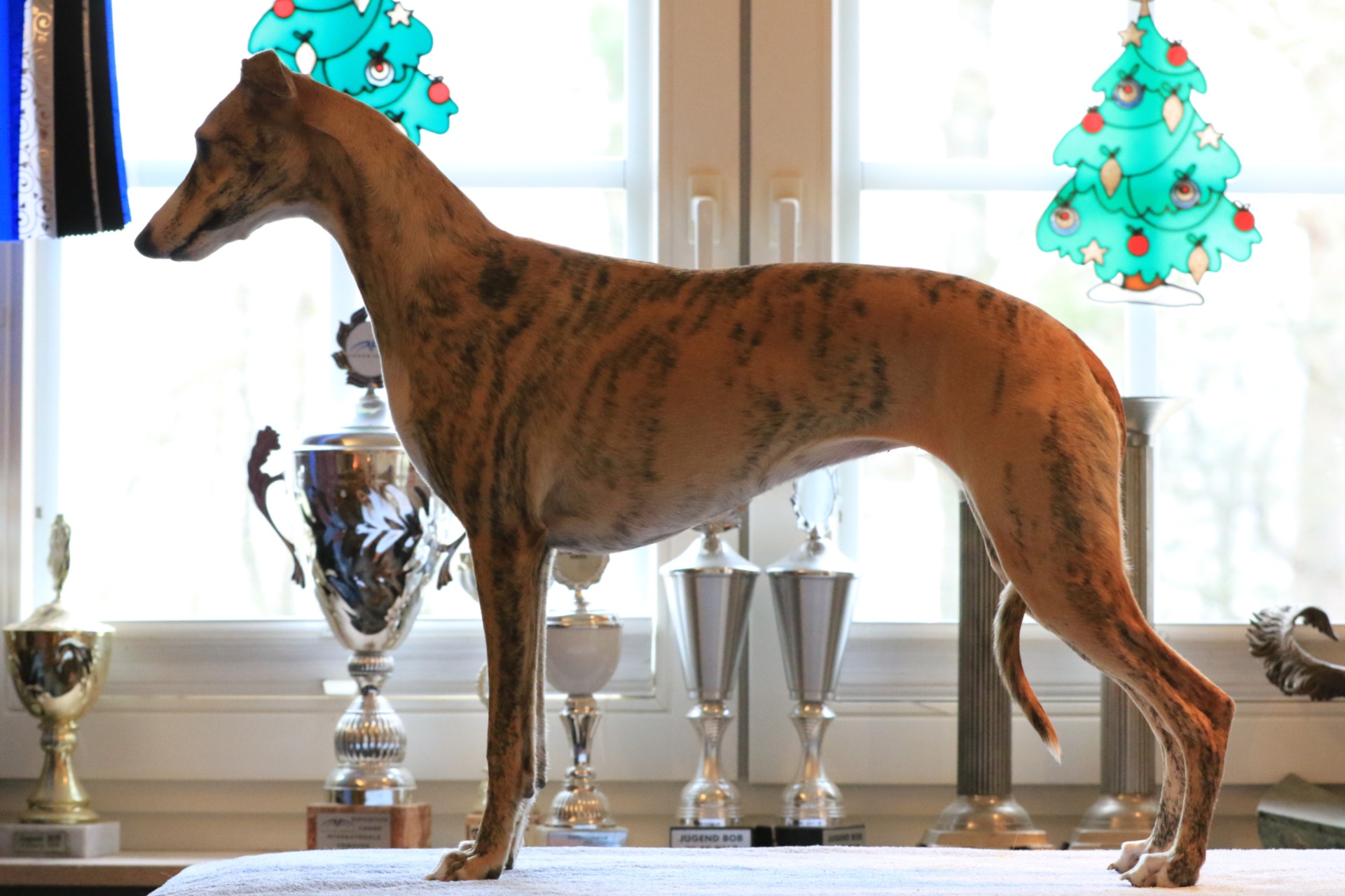 Naturatas Tahiti - mit gut 8 Monaten im freien Stand..eine wunderbare Junghündin - mit einem mega Charakter..vollkommen unkompliziert verschmust und lieb