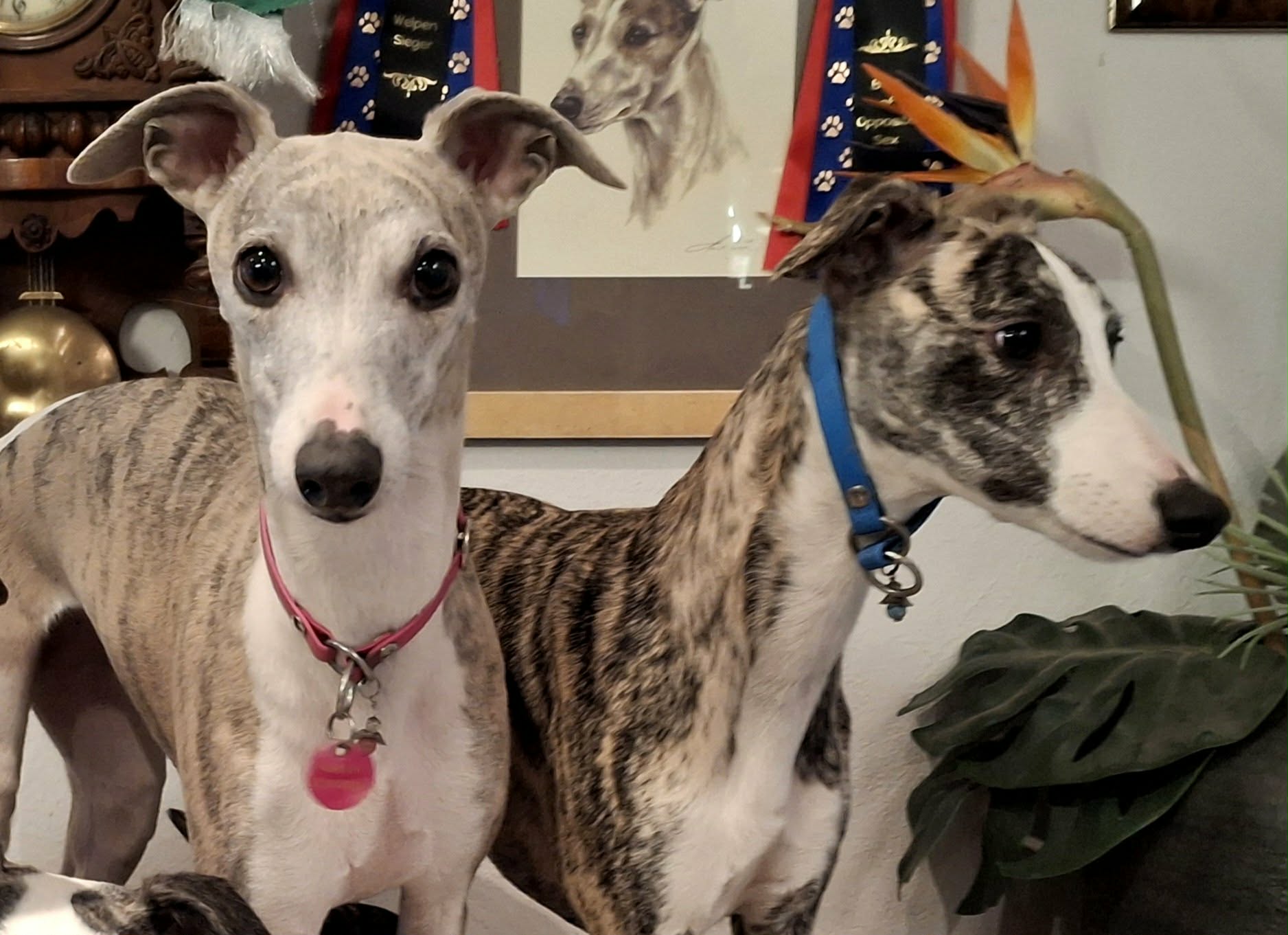 Naturatas Make the World Smile & Naturatas Upppsss