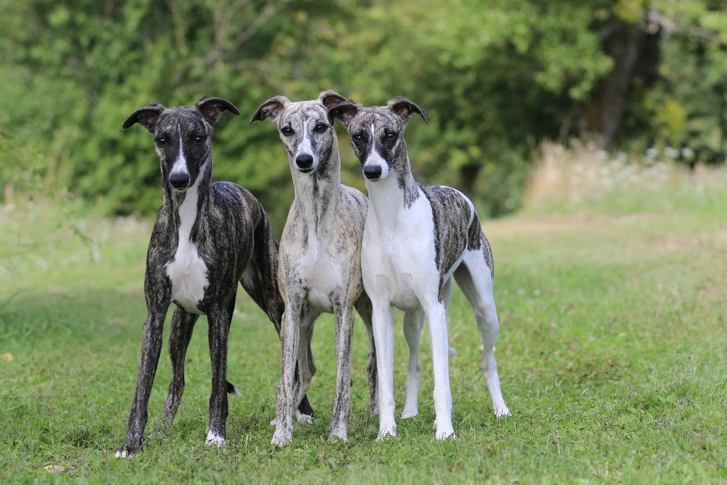 unser Zuchttyp...3 mal Naturatas