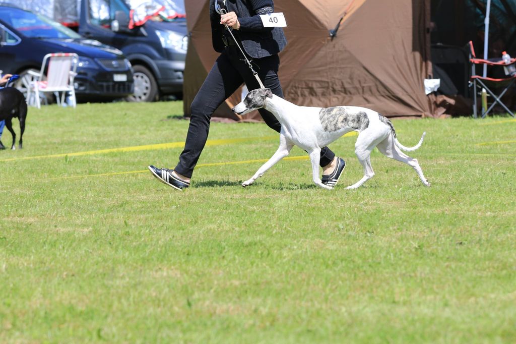 Maria...ein wunderschönes Gangwerk