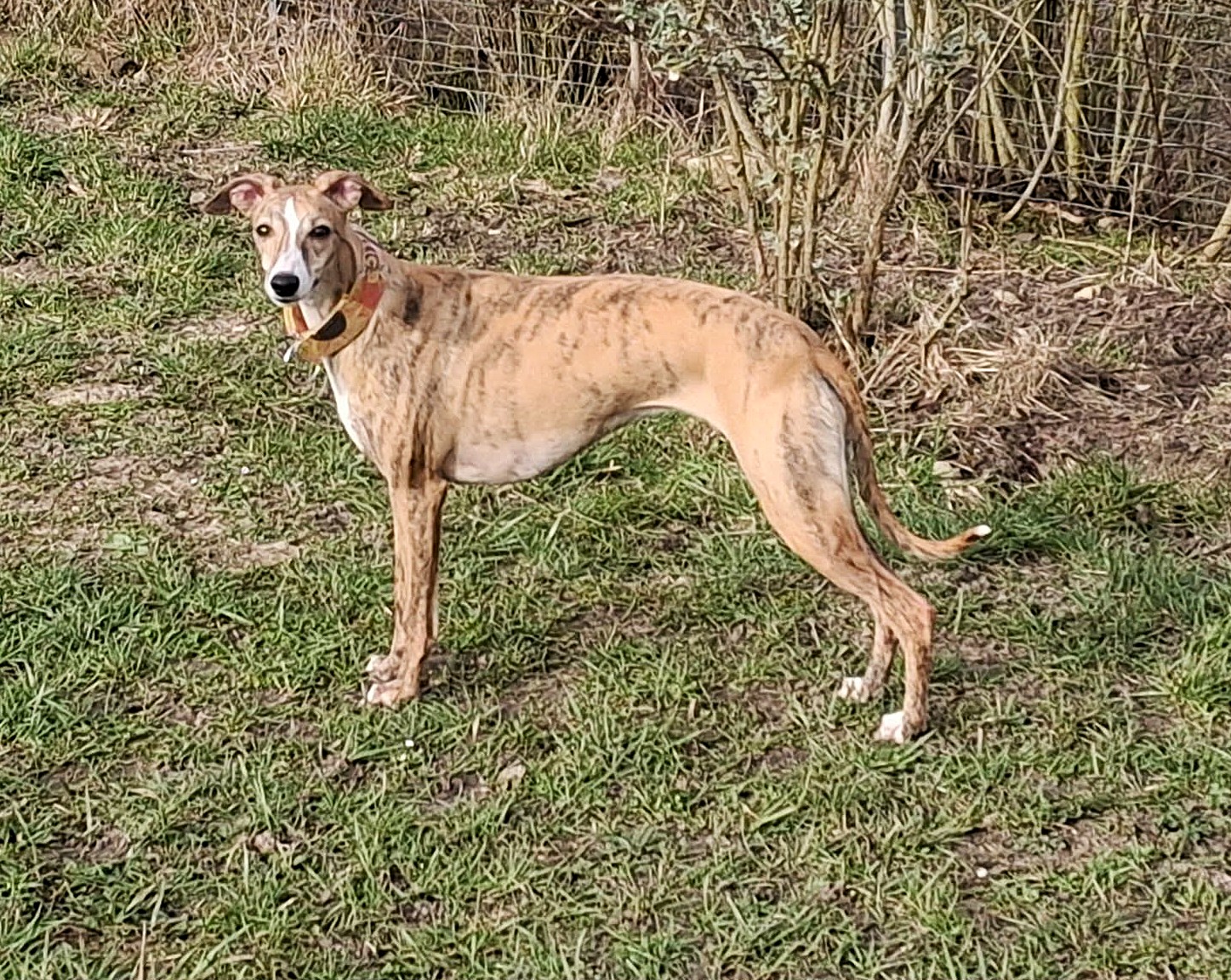 Naturatas Tahiti im freien Stand