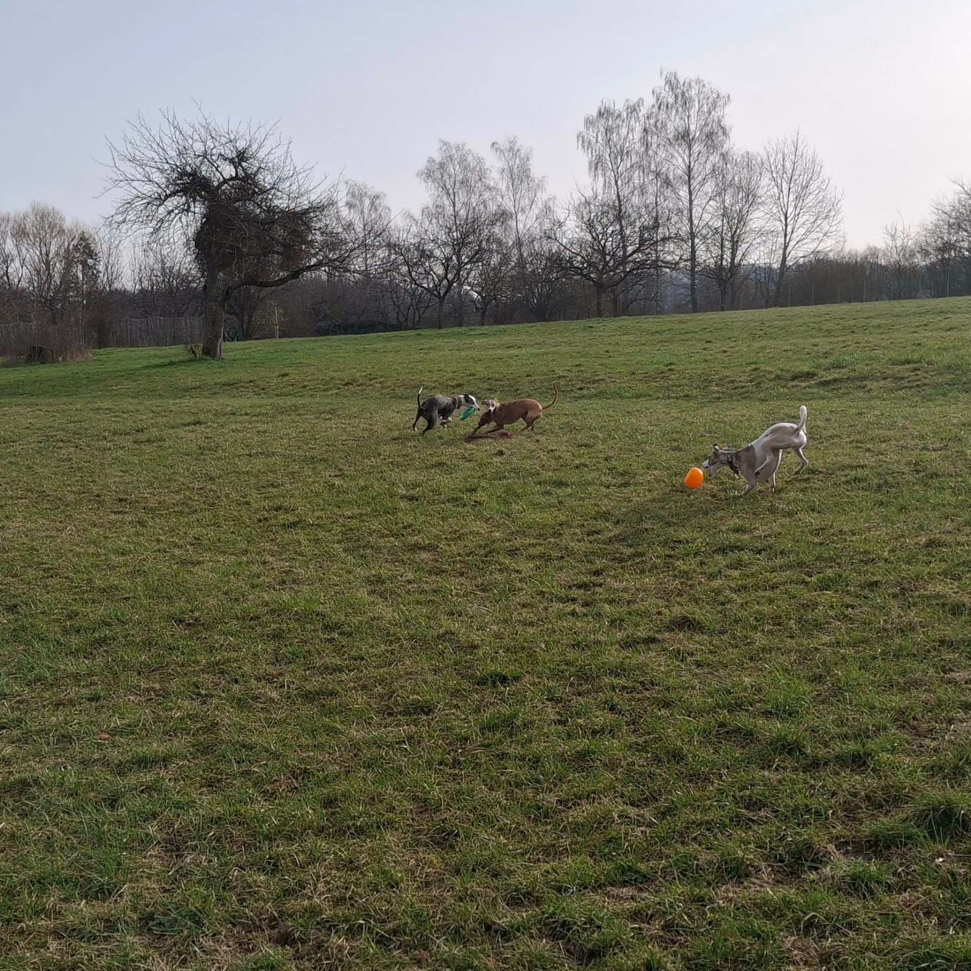 Lumi Tahiti und Happy....geben Gas