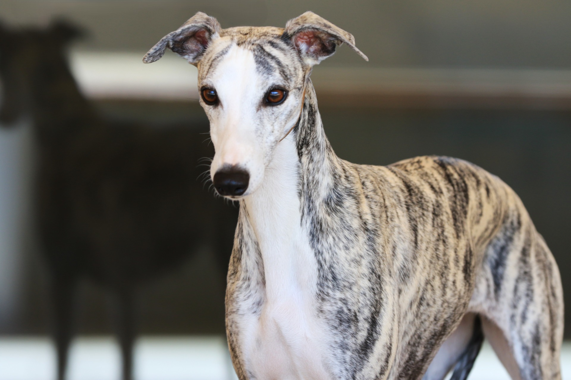 Doris - kommenden Mama vom W-Wurf