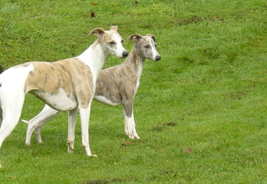 Ivy und Tochter Pia..inzwischen auch schon 13 Jahre alt