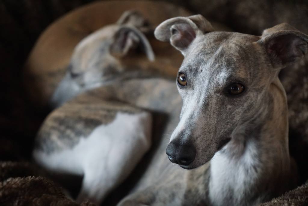 Pia