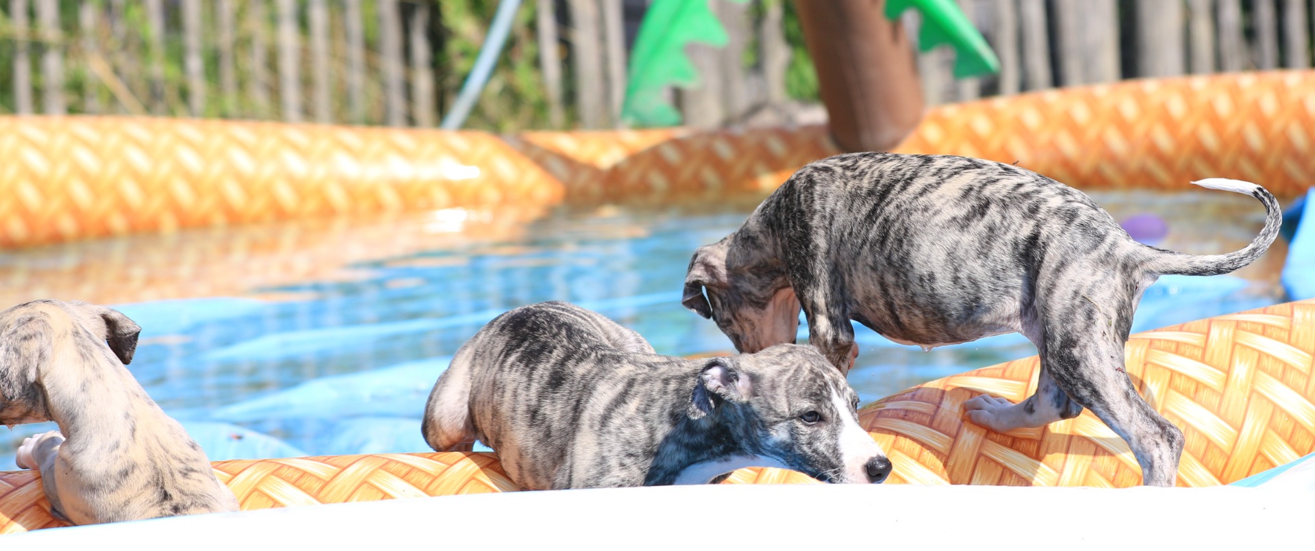ja Wasser und den Pool unsicher machen...das lieben unsere Wunderkinder ...die wirklich etwas erleben dürfen