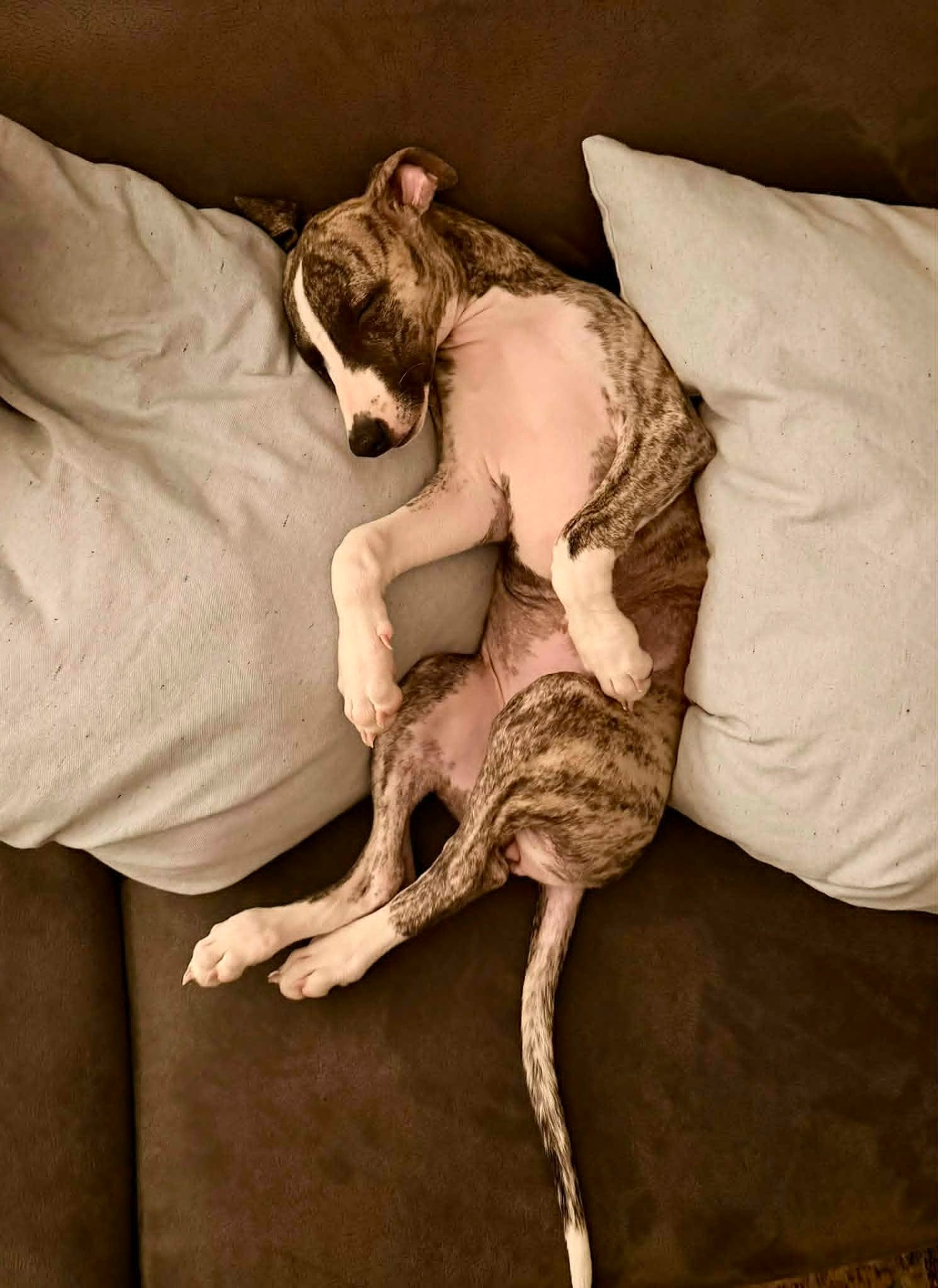 Suki