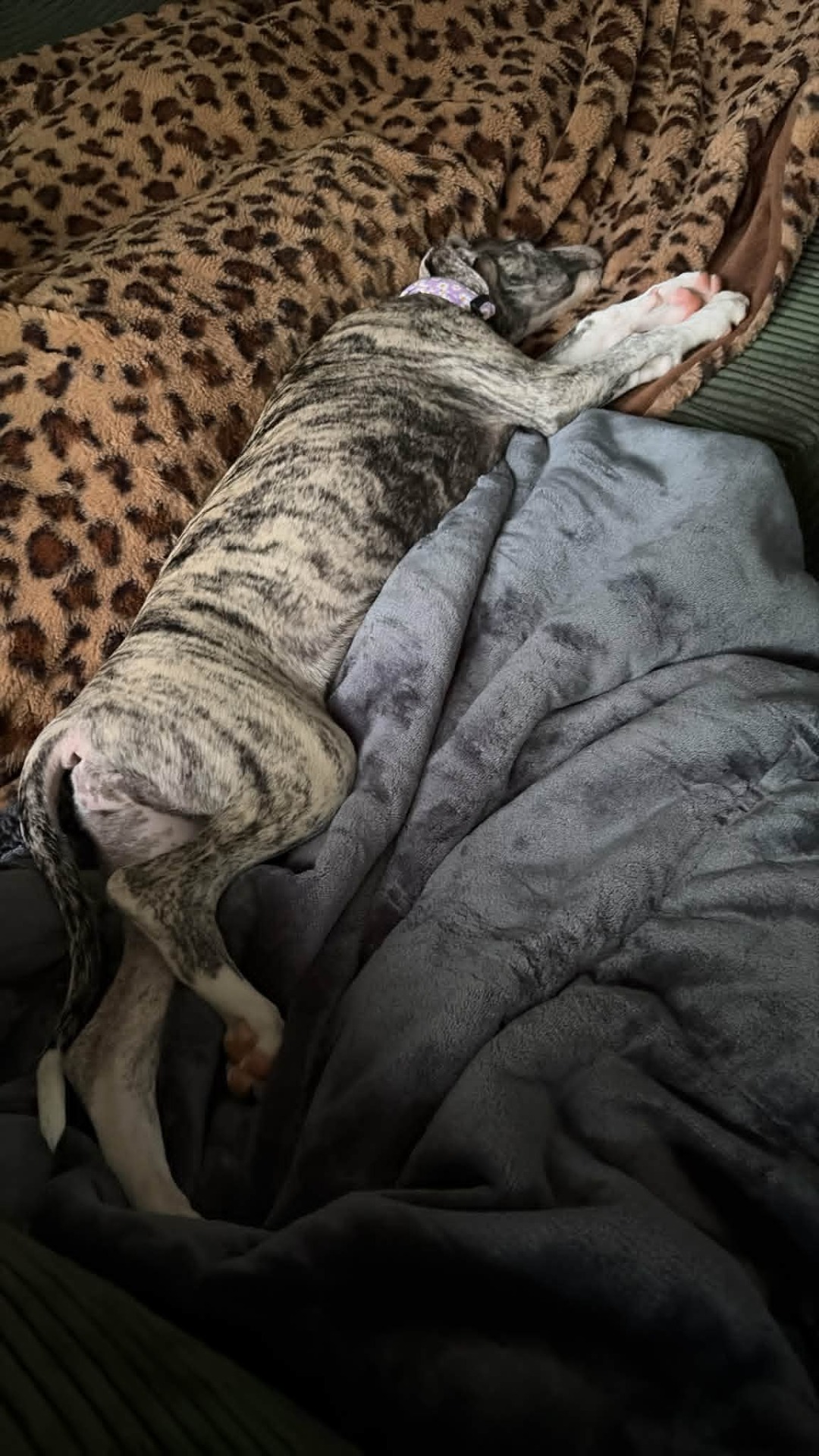 Wilma