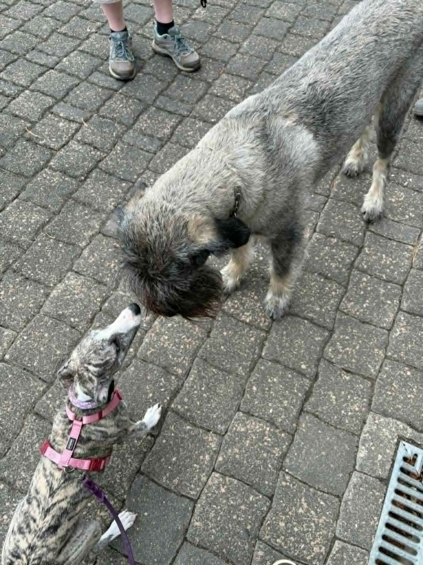 die kleine Wilma...trifft zum ersten Mal eine Team Kollegin ;) vom Praxis Team