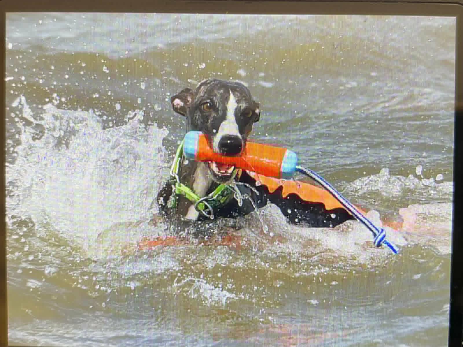 der Chaplin.....aus dem Q-Wurf..macht Ferien..und liebt das Wasser...