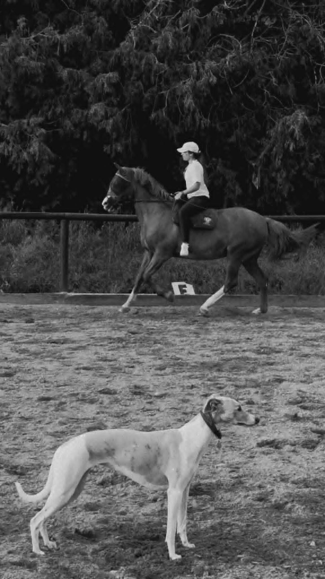 Whippet & Pferd