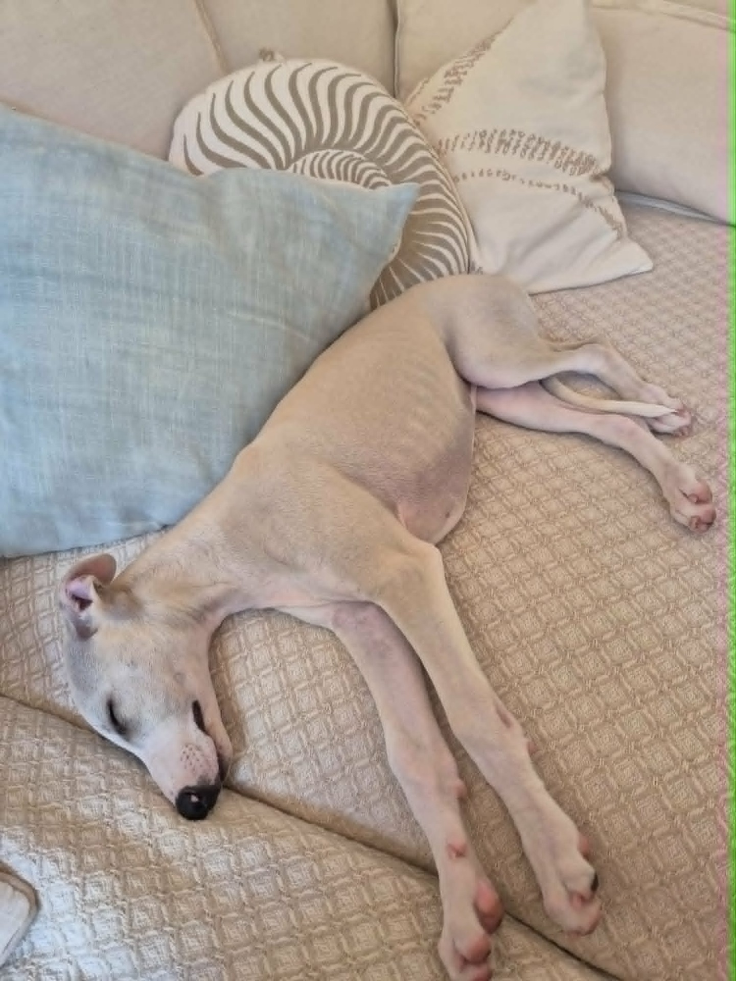 und alles passend...farblich somit auch in Sand Creme...der Hund....